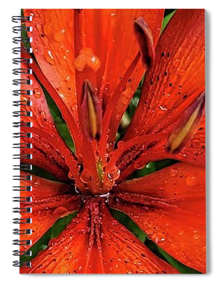 Lily Spiral Notebook featuring the photograph Red Lily #1 by Ally White