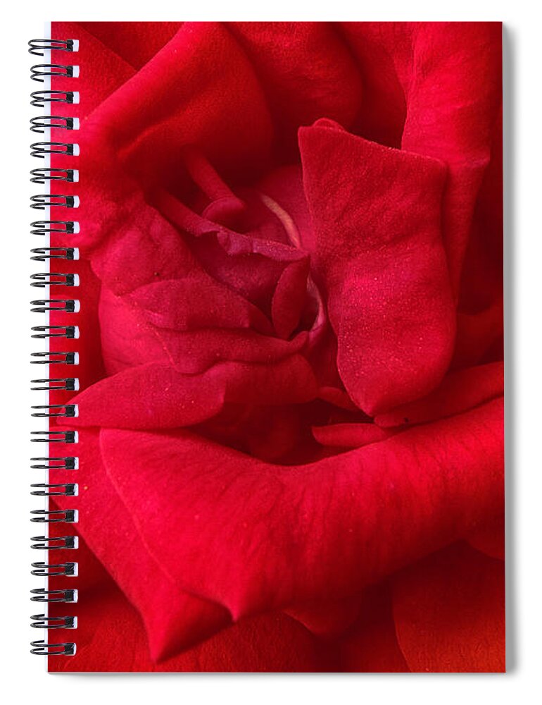 Red Spiral Notebook featuring the photograph Red Red Rose #1 by Judy Hall-Folde