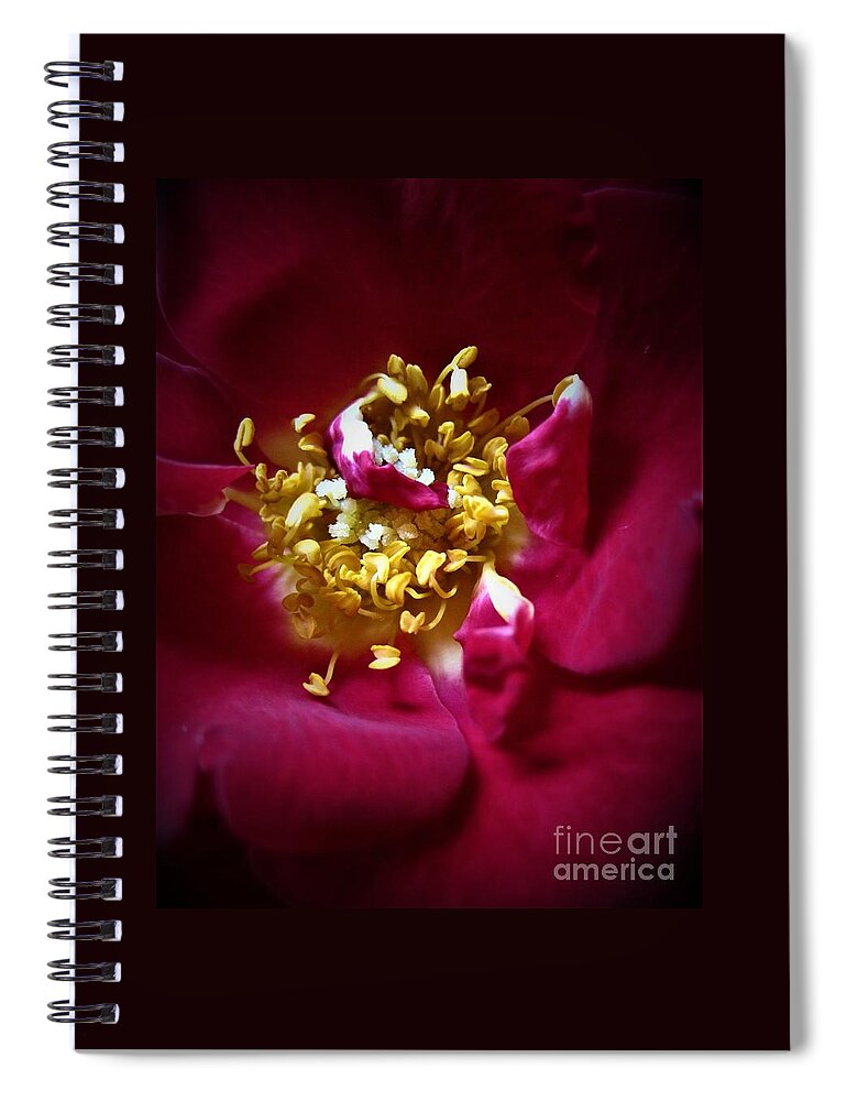 Floral Spiral Notebook featuring the photograph Red Rose Macro 4 #2 by Tara Shalton