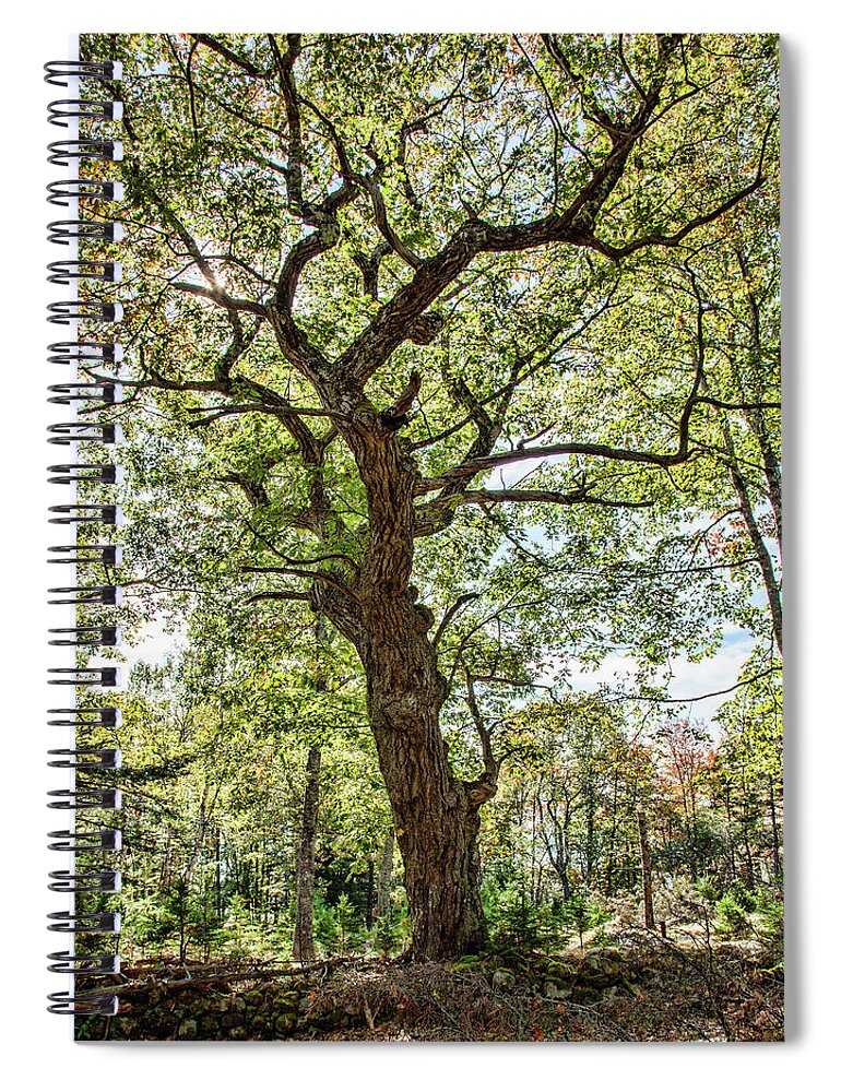 Rick Lagens Spiral Notebook featuring the photograph Rick's Oak Tree by Connie Publicover