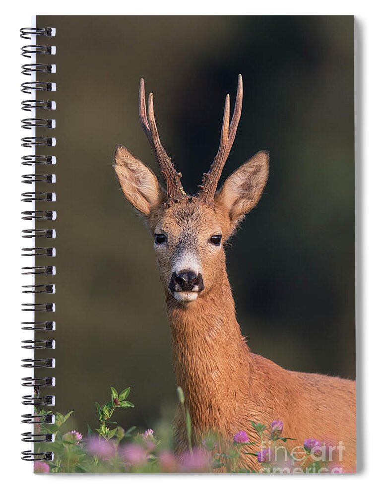 European Spiral Notebook featuring the photograph Roebuck #1 by Arterra Picture Library