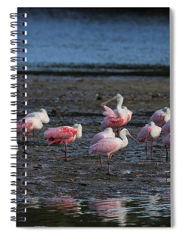 Roseate Spoonbill Spiral Notebook featuring the photograph Roseate Spoonbills Gather Together 6 by Mingming Jiang