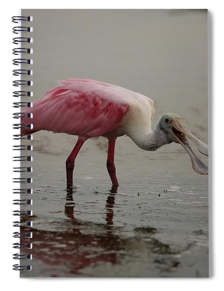 Roseate Spoonbill Spiral Notebook featuring the photograph Roseate Spoonbill #2 by Mingming Jiang