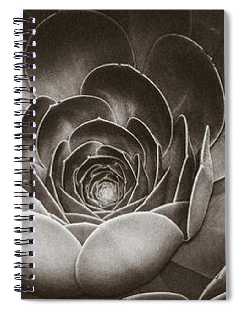 Echeveria Spiral Notebook featuring the photograph Santa Barbara Succulent #9 by Jennifer Wright