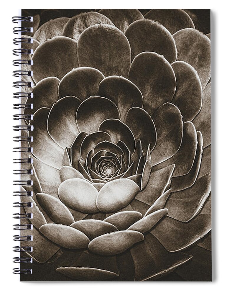 Spiritual Spiral Notebook featuring the photograph Santa Barbara Succulent#18 by Jennifer Wright