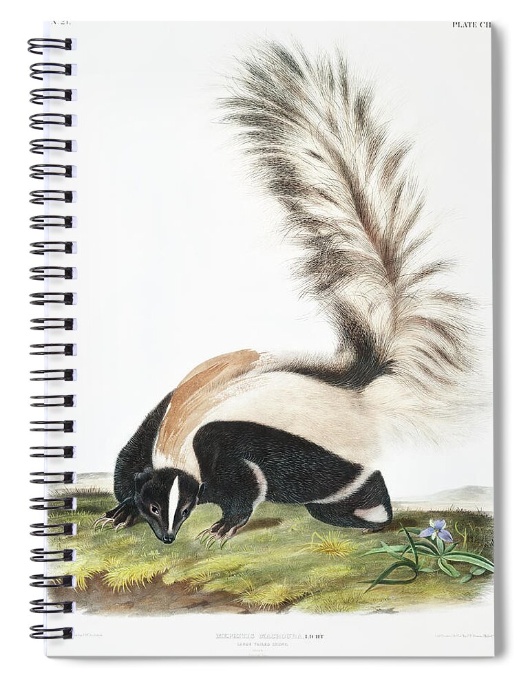 American Spiral Notebook featuring the mixed media Large-tailed Skunk . John Woodhouse Audubon Illustration by World Art Collective