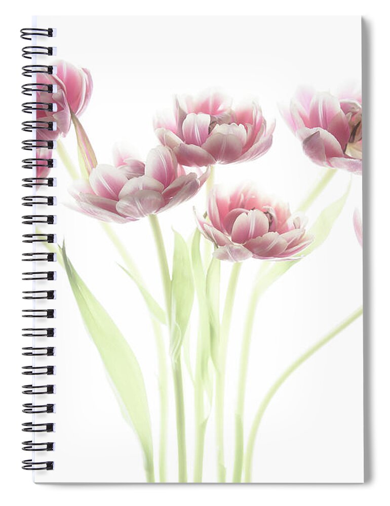 Tulips Spiral Notebook featuring the photograph Soft and Dreamy #1 by Rebecca Cozart