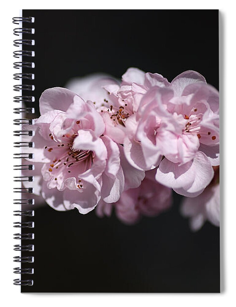 Floral Spiral Notebook featuring the photograph Soft Pink Blossom #2 by Joy Watson