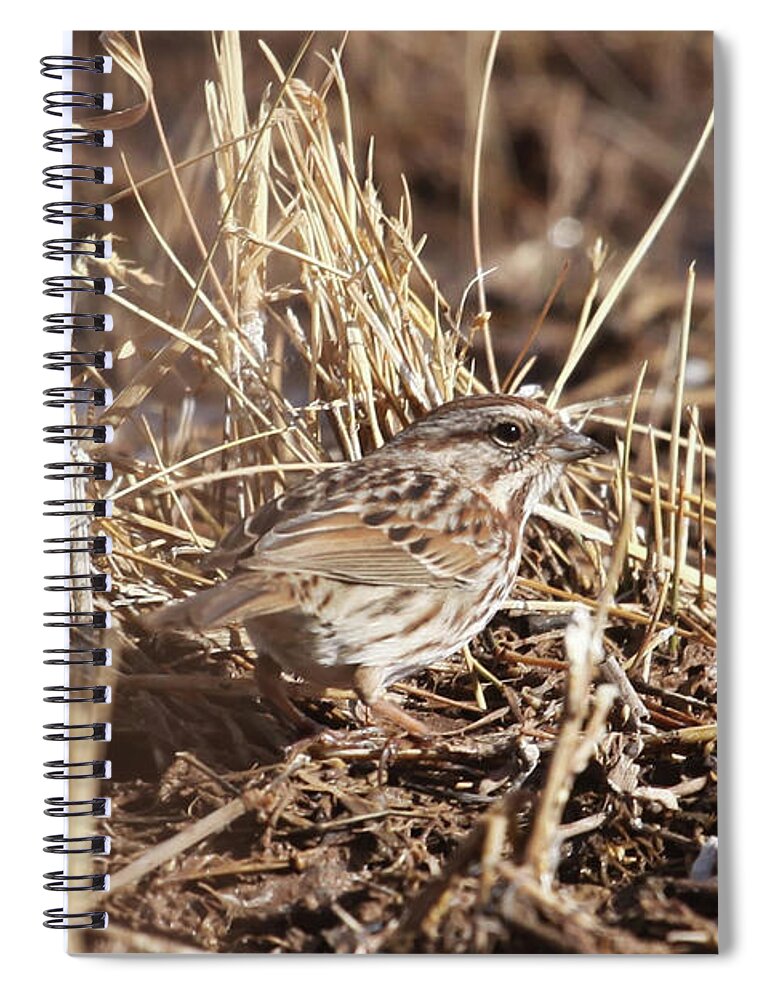 Song Sparrow Spiral Notebook featuring the photograph Song Sparrow #1 by Robert Harris