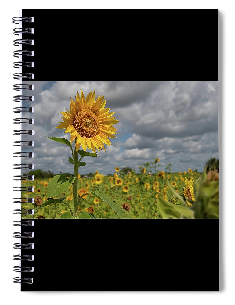 Sunflower Spiral Notebook featuring the photograph Sunflower in Field #1 by Carolyn Hutchins