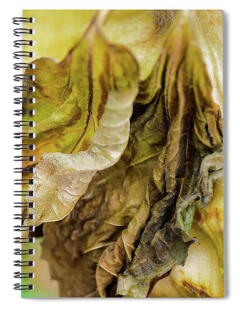 Flowers/plants Spiral Notebook featuring the photograph Sunflowers Last Days by Louis Dallara