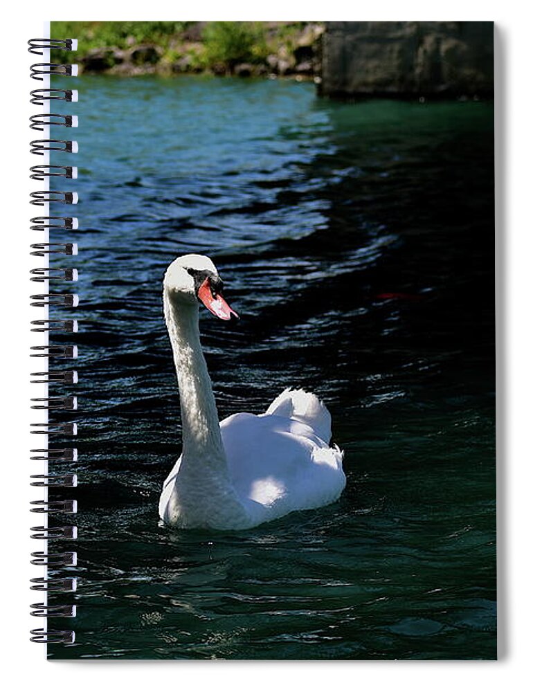Swim Spiral Notebook featuring the photograph Swimming Swan #1 by Bailey Maier