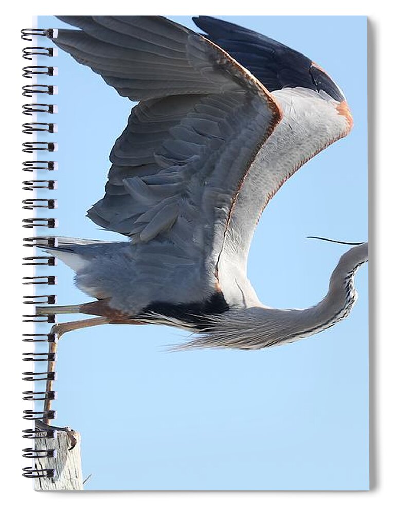 Great Blue Heron Spiral Notebook featuring the photograph Taking Off by Mingming Jiang