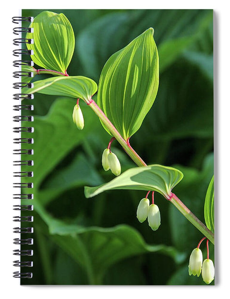 Bay View Spiral Notebook featuring the photograph Teardrops in the Garden #1 by Robert Carter