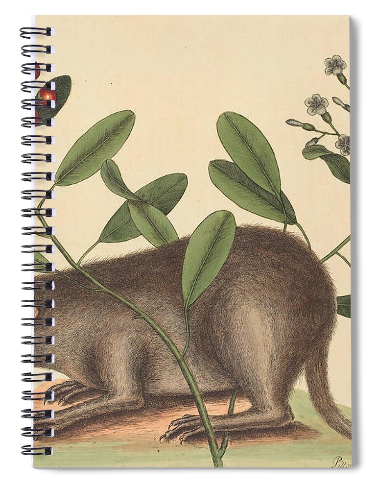 Mark Catesby Spiral Notebook featuring the drawing The Bahama Coney, Mus Monax #2 by Mark Catesby