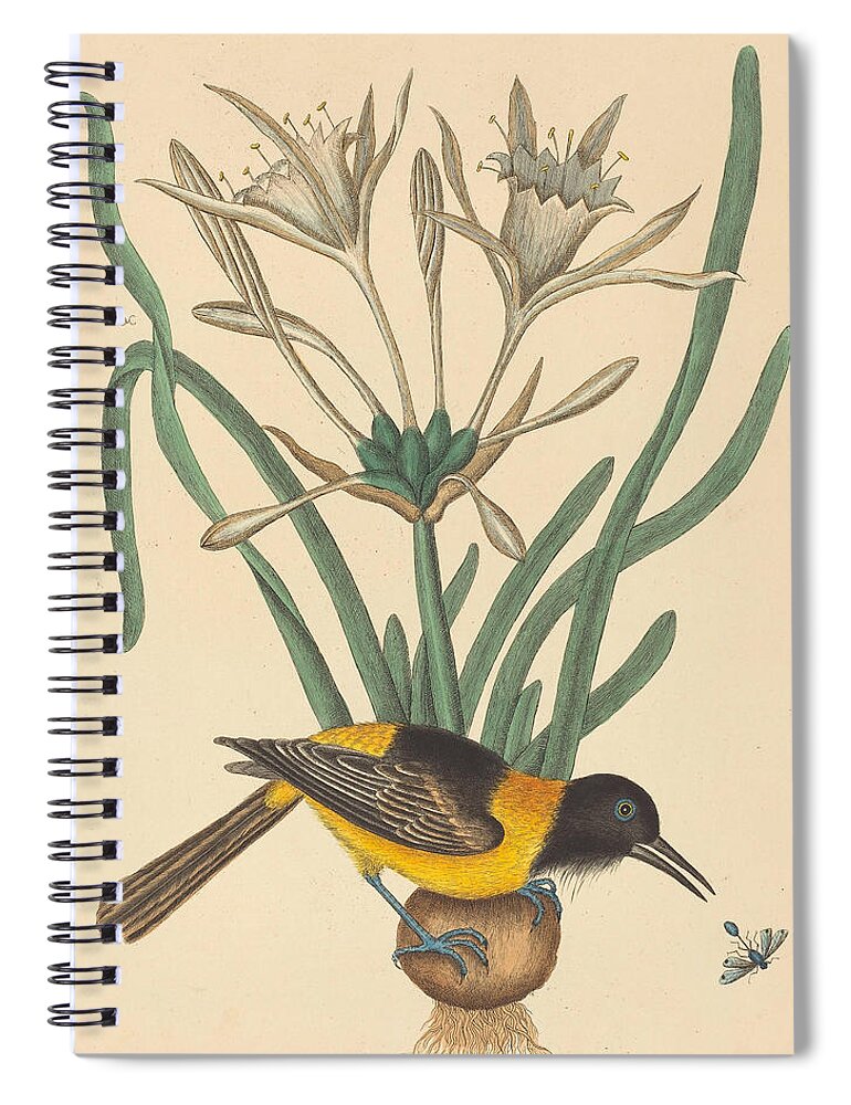 Mark Catesby Spiral Notebook featuring the drawing The Yellow and Black Pye, Oriolus Icterus #2 by Mark Catesby