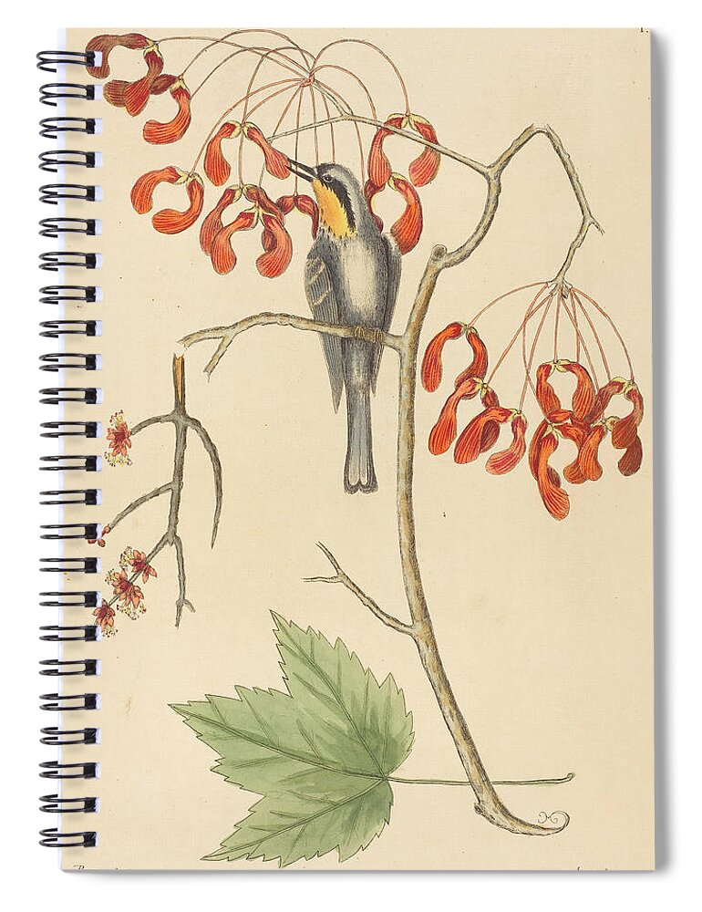 Mark Catesby Spiral Notebook featuring the drawing The Yellow Throated Creeper #2 by Mark Catesby