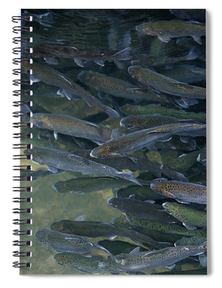 Trout Spiral Notebook featuring the photograph Trouts in fish pond #1 by Jelena Jovanovic
