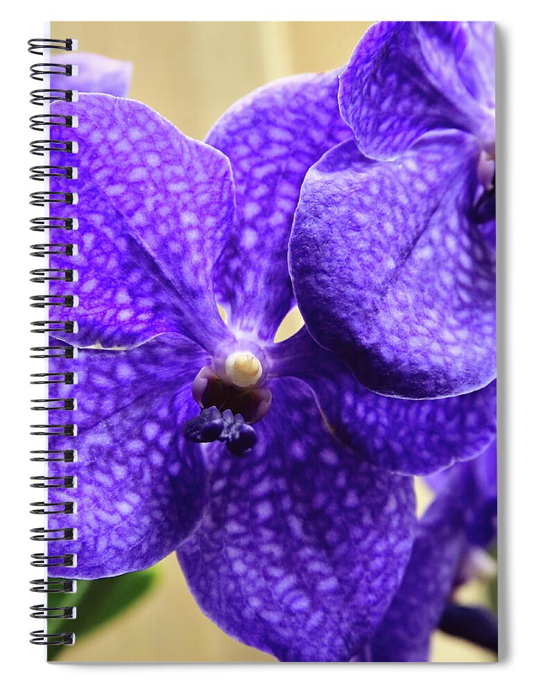 China Spiral Notebook featuring the photograph Vanda Orchid Portrait II by Tanya Owens