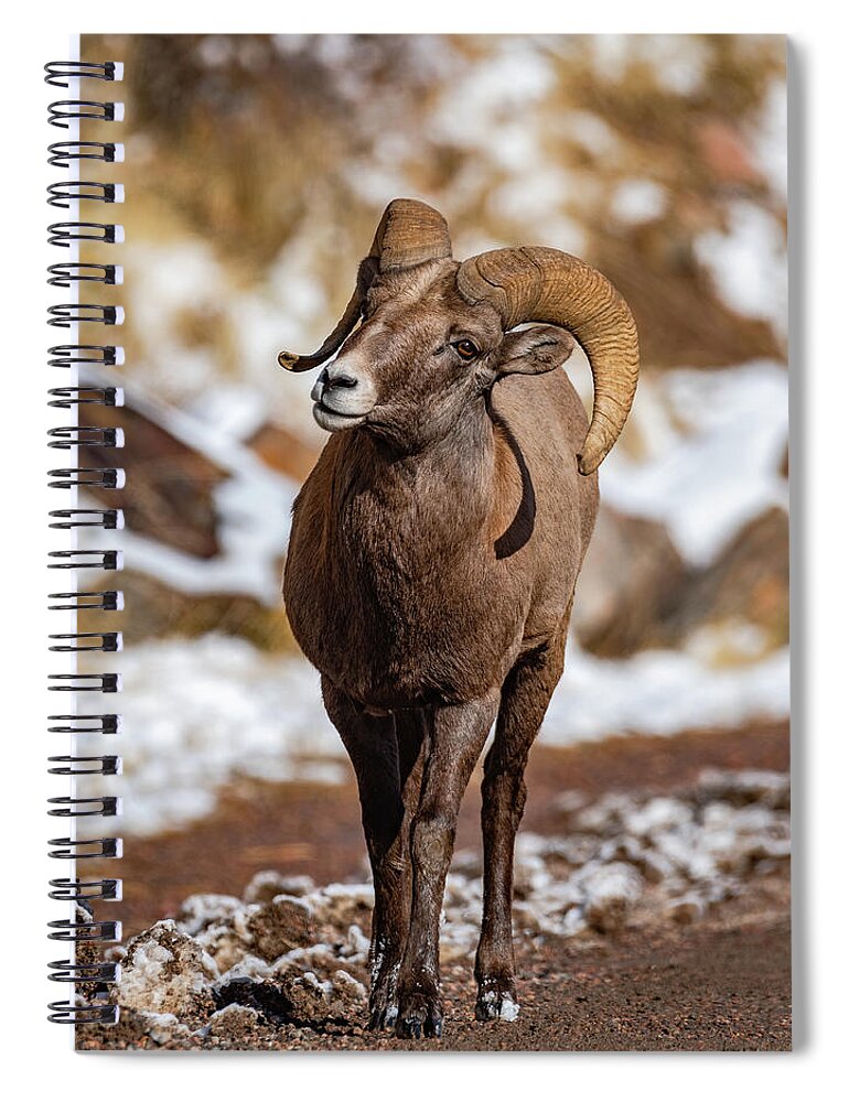Sheep Spiral Notebook featuring the photograph Watchful Eyes #1 by Gary Kochel