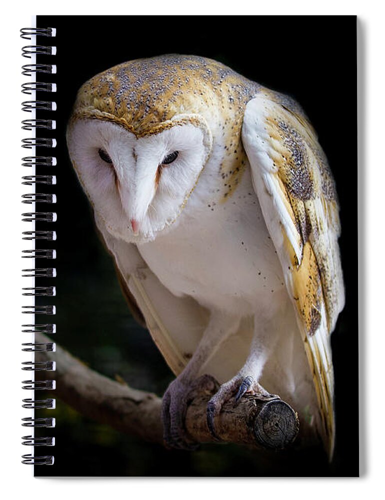 Barn Owl Spiral Notebook featuring the photograph Watching and Waiting #1 by Shirley Dutchkowski
