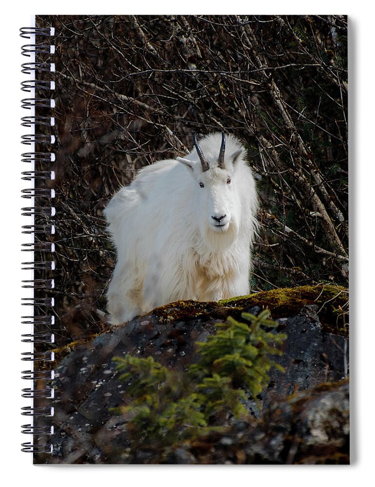 Goat Spiral Notebook featuring the photograph Watching by David Kirby