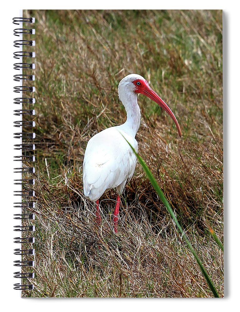 Ibis Spiral Notebook featuring the photograph White Ibis by Robert Harris