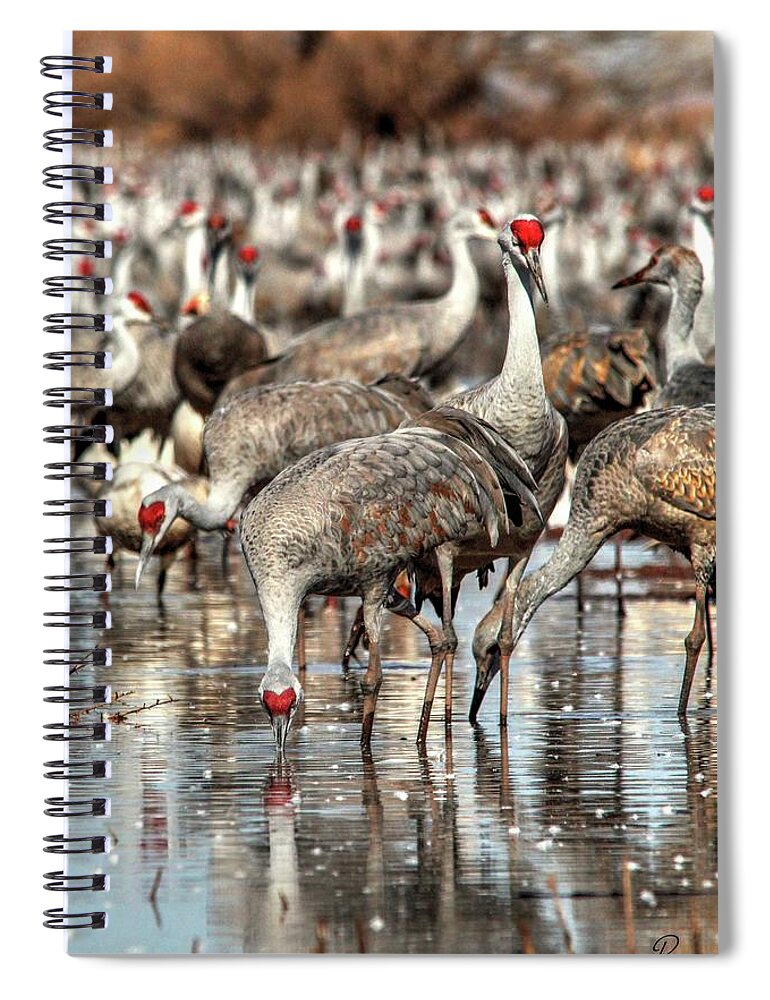 Wildlife Spiral Notebook featuring the photograph Whitewater Draw 2550 by Robert Harris