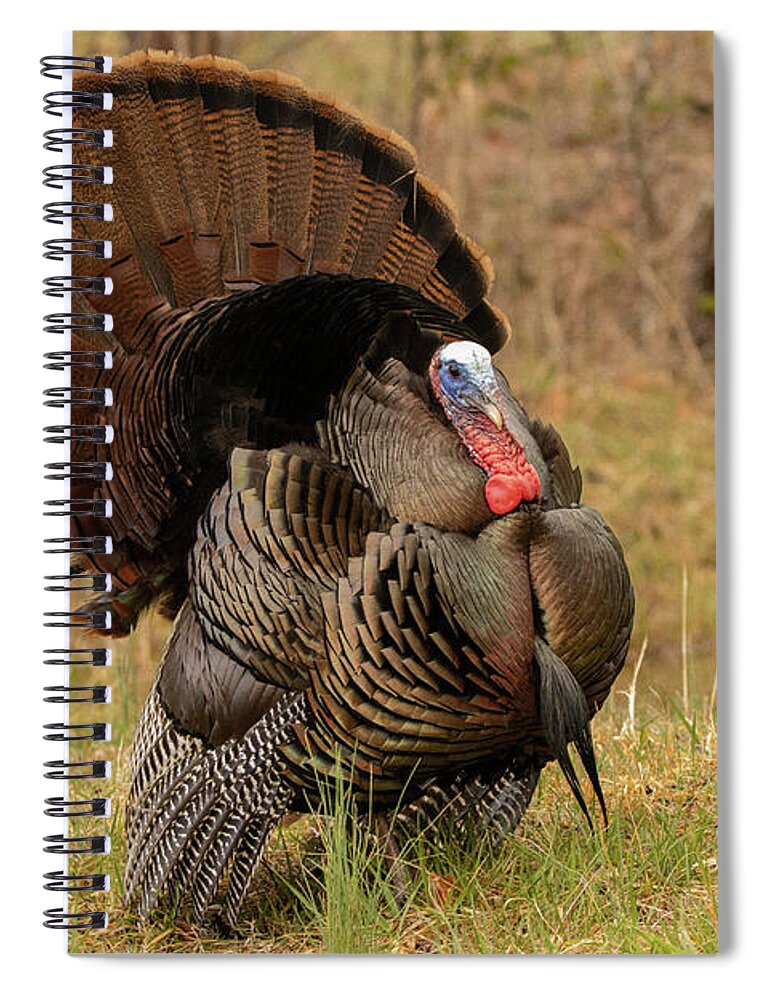 Turkey Spiral Notebook featuring the photograph Wild Turkey #1 by Doug McPherson