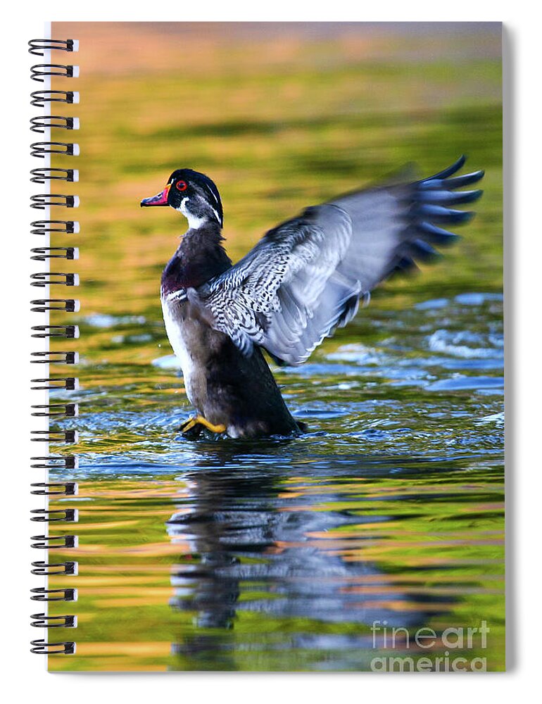 Wood Duck Spiral Notebook featuring the photograph Wood Duck Sunset #1 by John F Tsumas