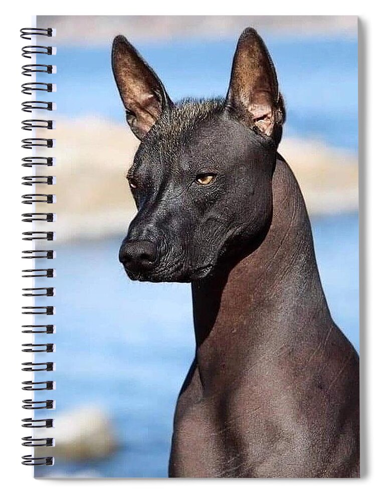 Spiral　Baptiste　by　Notebook　Anubus　Jean-　Hairless　Xolo　Marie　Ancient　Dog　Breed　Pixels　In　Mexico