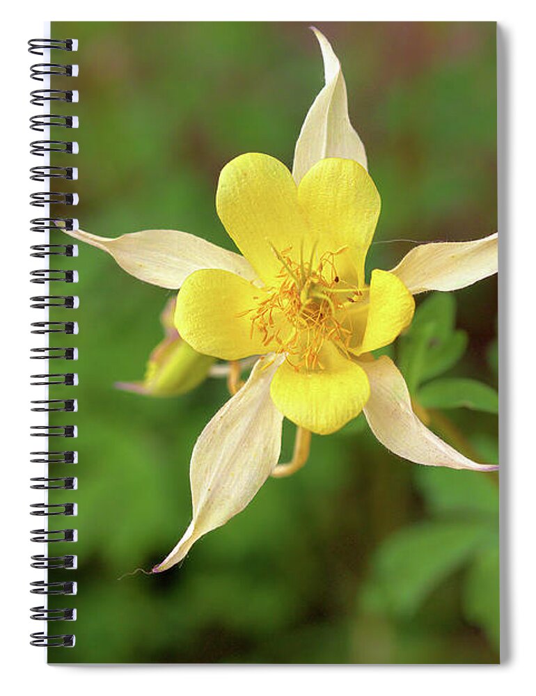 Yellow Columbine Spiral Notebook featuring the photograph Yellow Columbine #2 by Bob Falcone