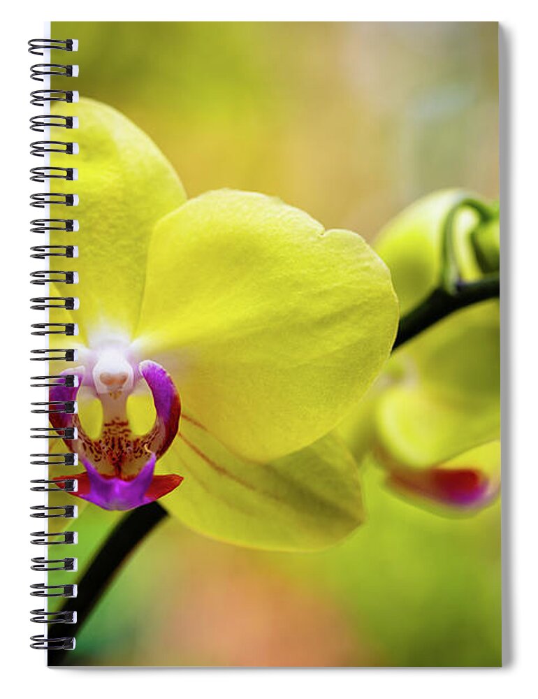 Background Spiral Notebook featuring the photograph Yellow Orchid Flowers #1 by Raul Rodriguez