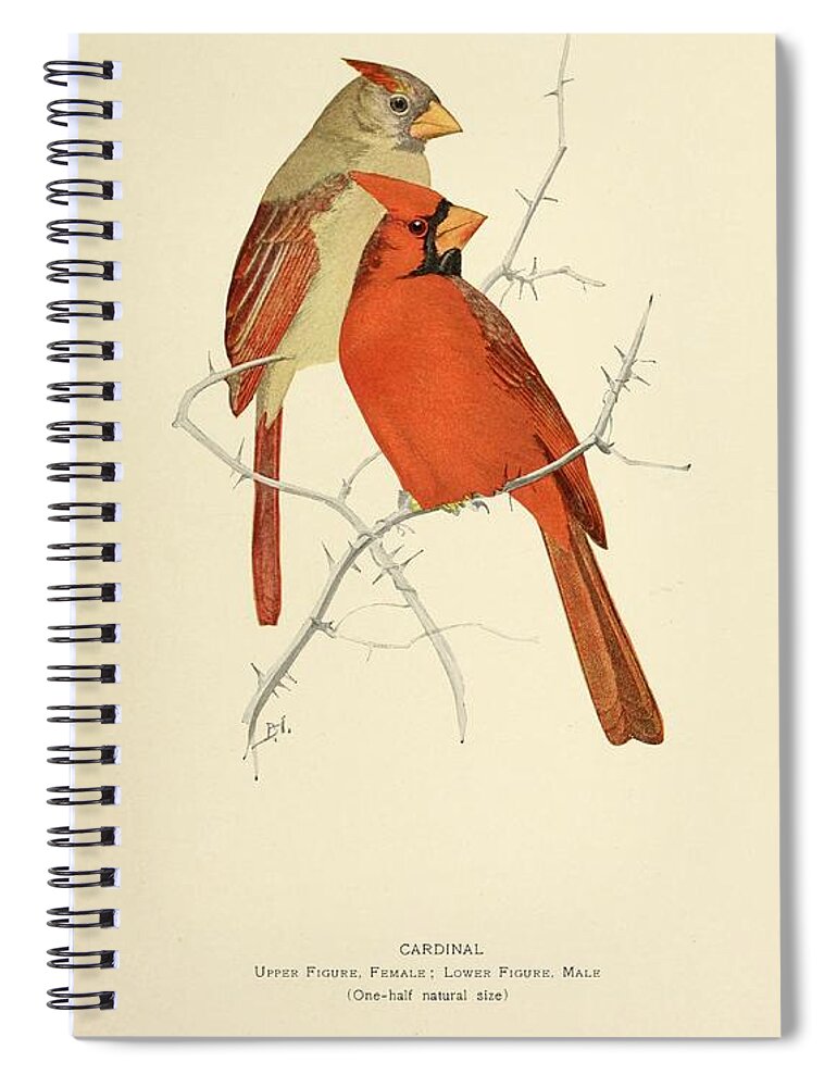 Birds Spiral Notebook featuring the mixed media Beautiful Vintage Bird #1018 by World Art Collective