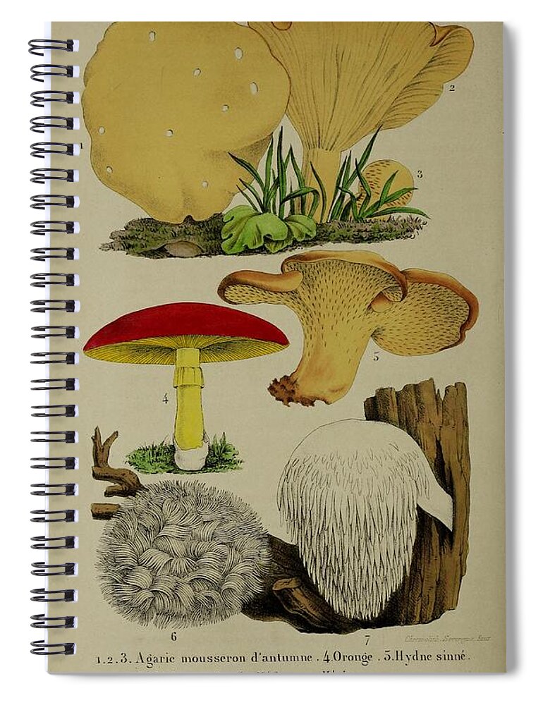 Amanita Spiral Notebook featuring the mixed media Vintage, Poisonous and Fly Mushroom Illustrations #11 by World Art Collective