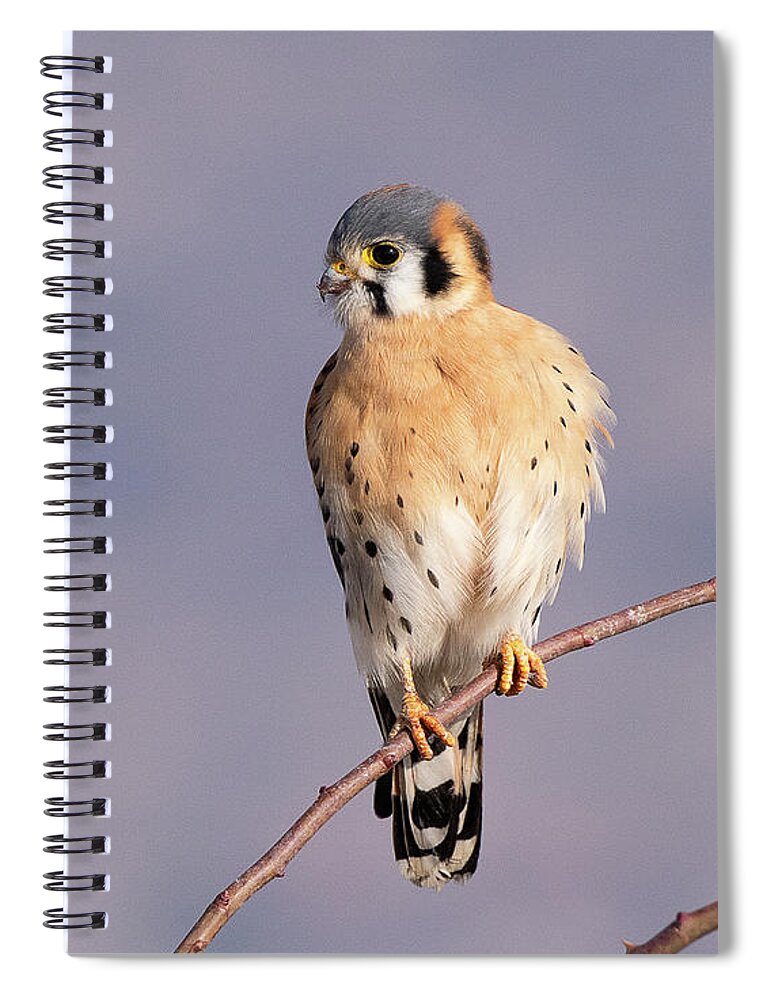 Bird Spiral Notebook featuring the photograph American Kestrel #12 by Dennis Hammer