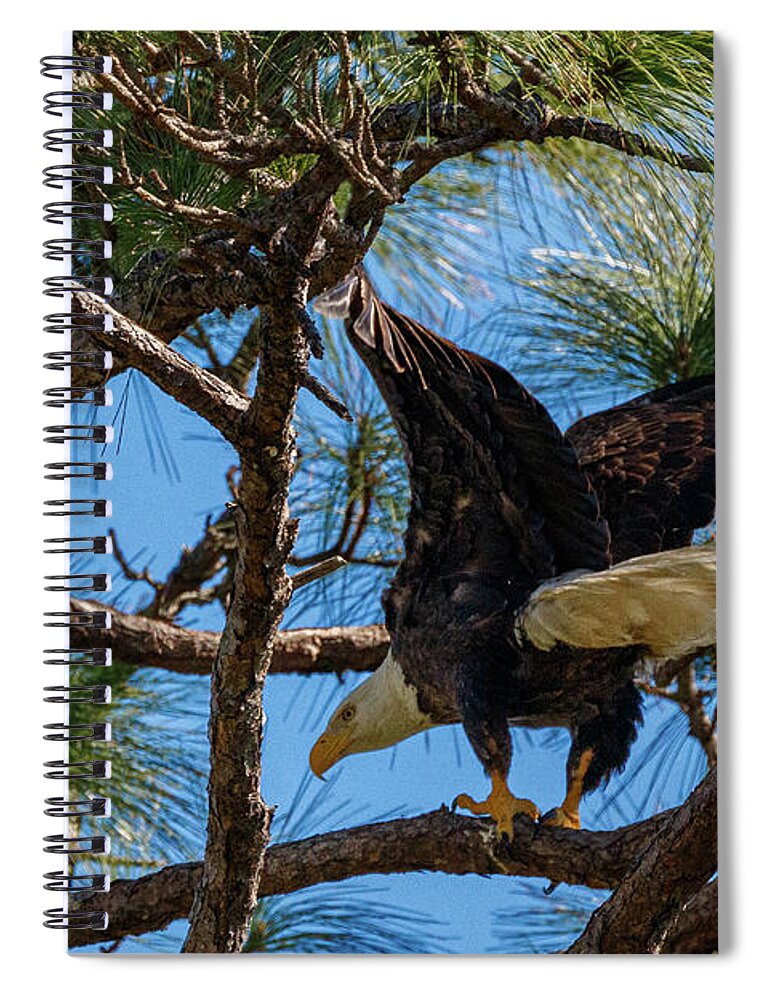 Eagle Spiral Notebook featuring the photograph 12611 by Les Greenwood