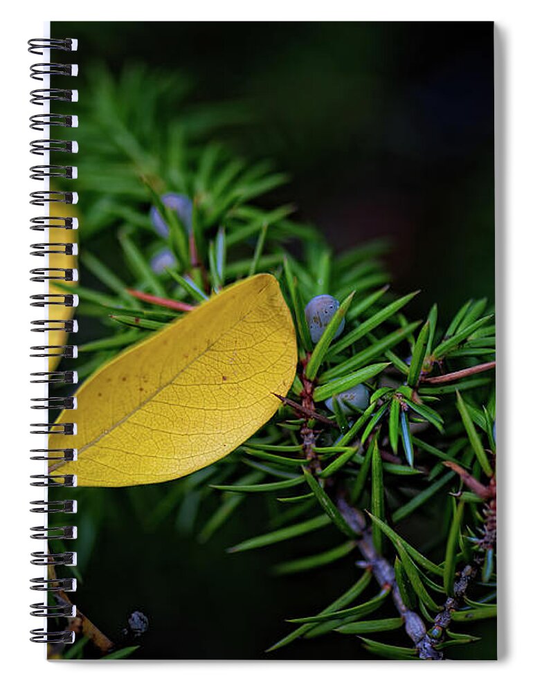 Co Spiral Notebook featuring the photograph Fall Colors by Doug Wittrock