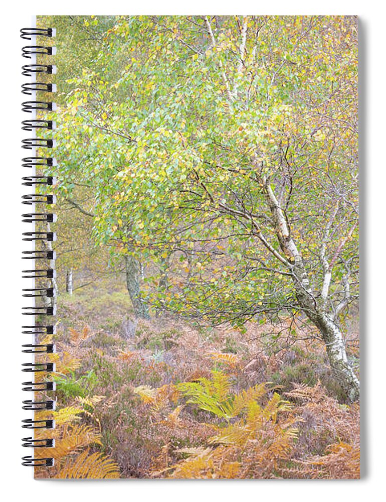 Autumn Spiral Notebook featuring the photograph Autumn with bilberries, bracken and silver birch trees by Anita Nicholson