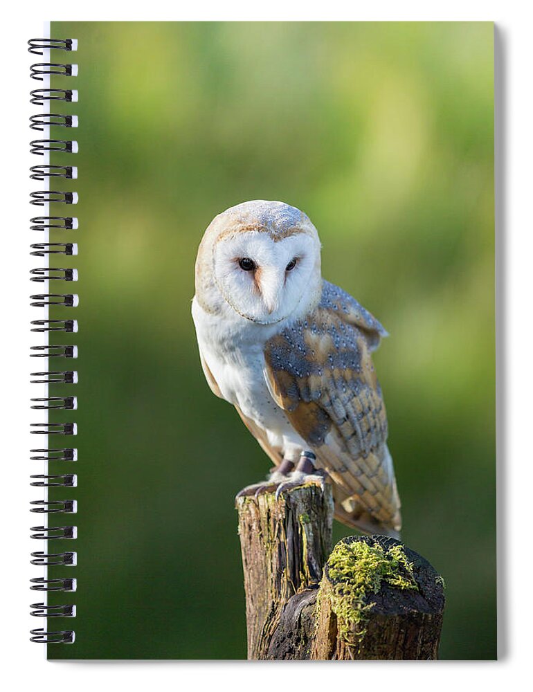 Barn Owl Spiral Notebook featuring the photograph Barn Owl by Anita Nicholson