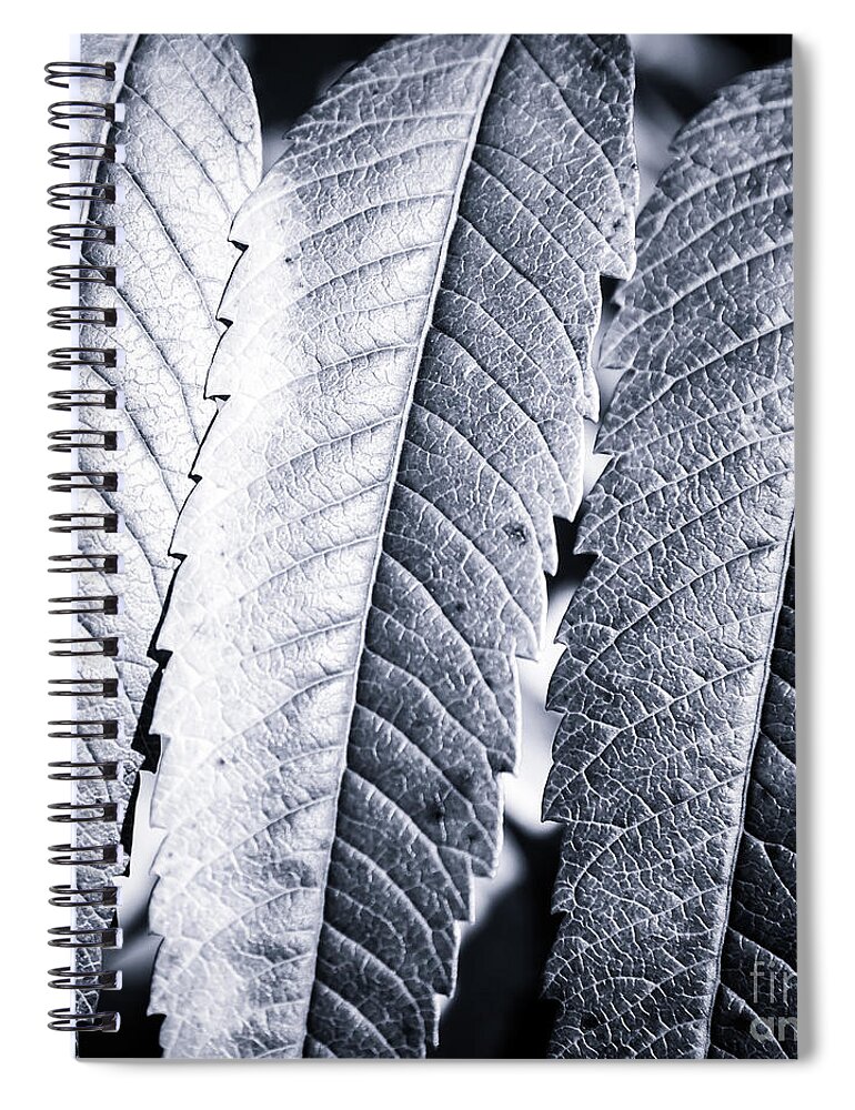 Leaf Spiral Notebook featuring the photograph Beautiful Staghorn Sumac bush plant colorful leaves in autumn season #2 by Gregory DUBUS