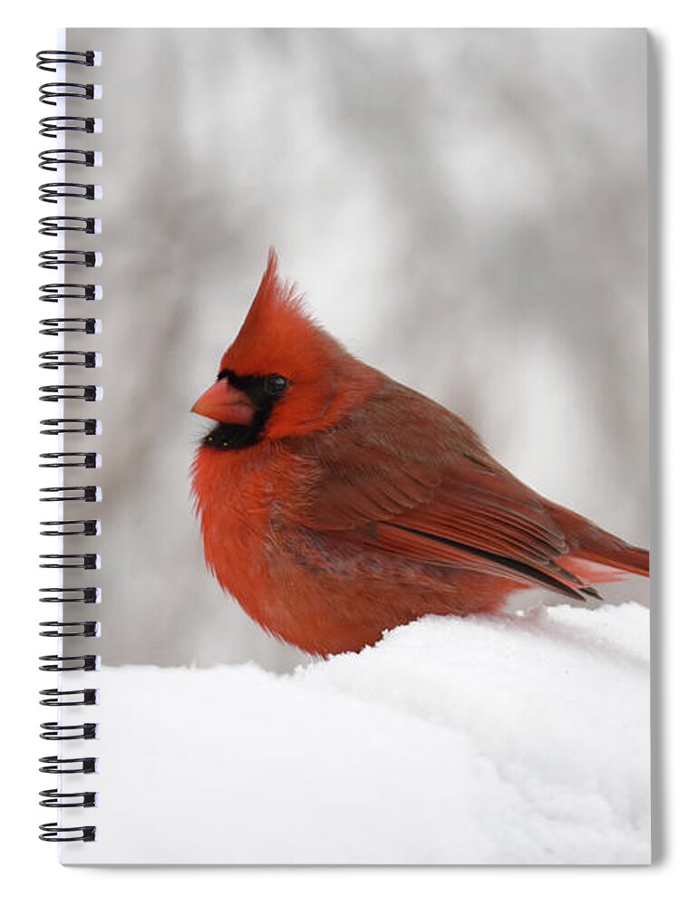Animal Spiral Notebook featuring the photograph Cardinal by Ann Bridges