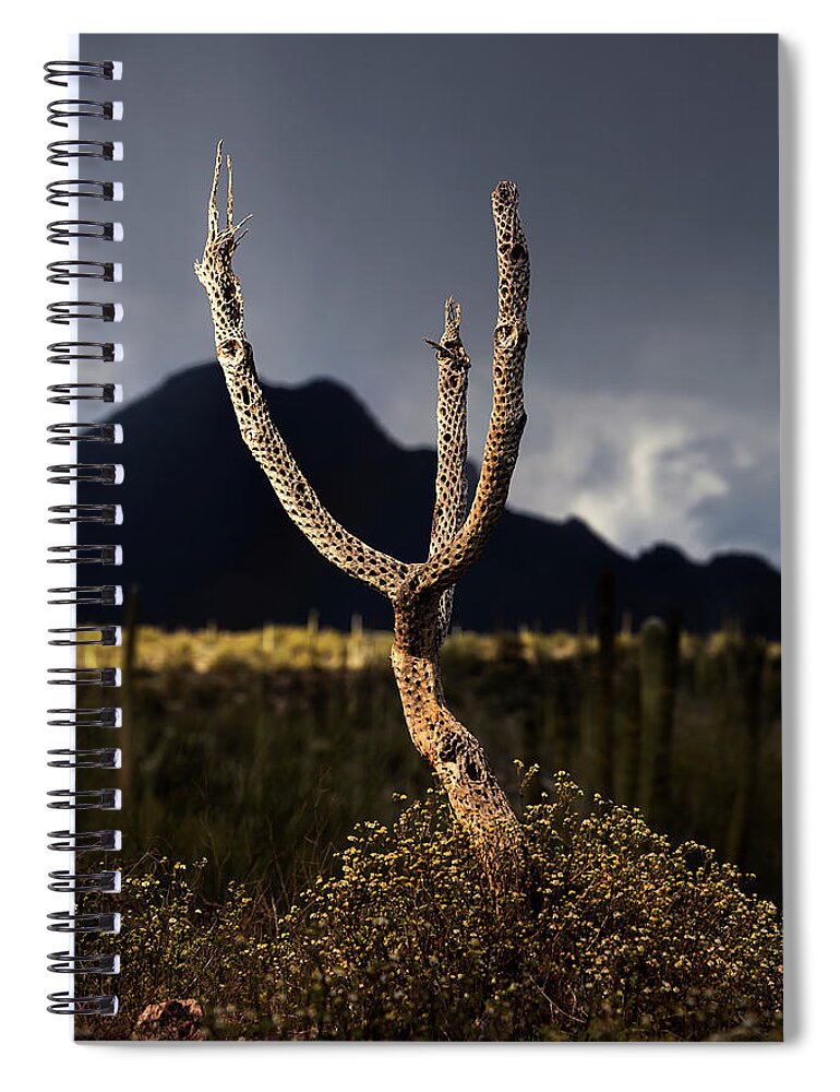 Arizona Spiral Notebook featuring the photograph Cholla Skeleton by Joseph Philipson
