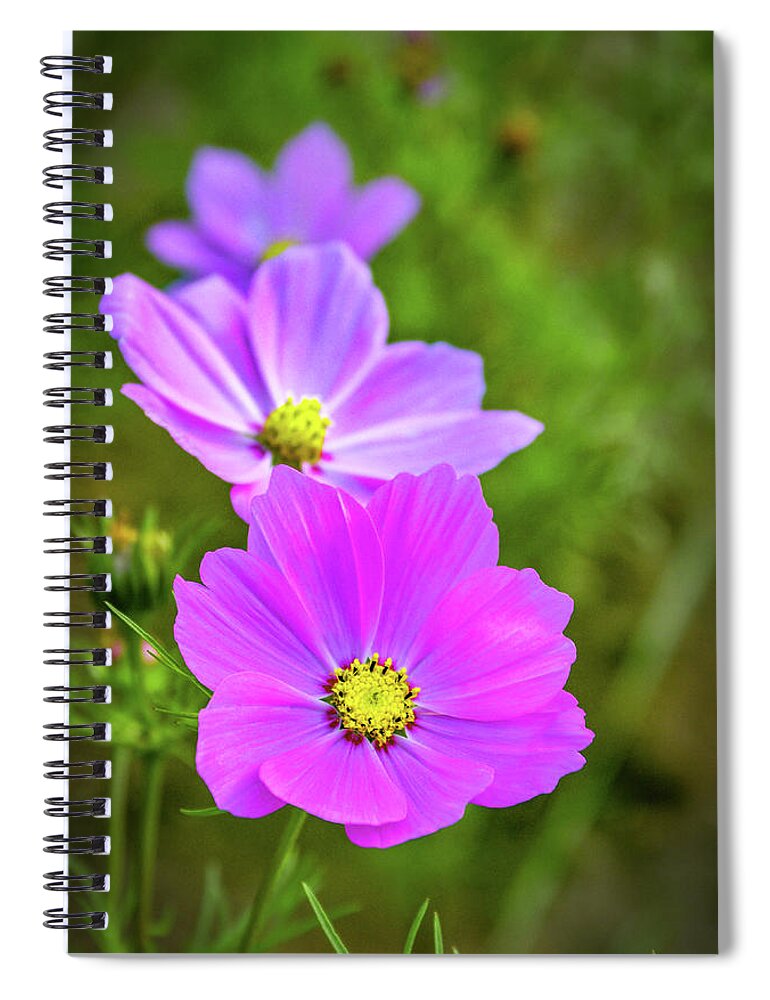 Green Background Spiral Notebook featuring the photograph Cosmos Flower #2 by Carlos Caetano