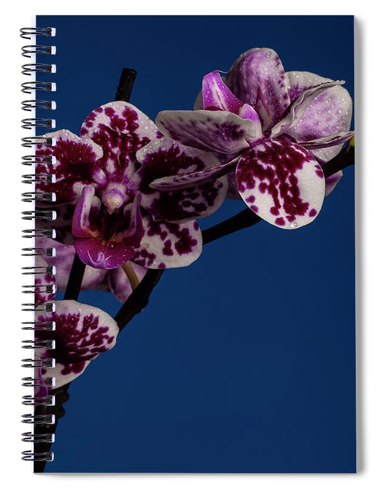 Orchid Spiral Notebook featuring the photograph Dazzle #1 by Doug Norkum