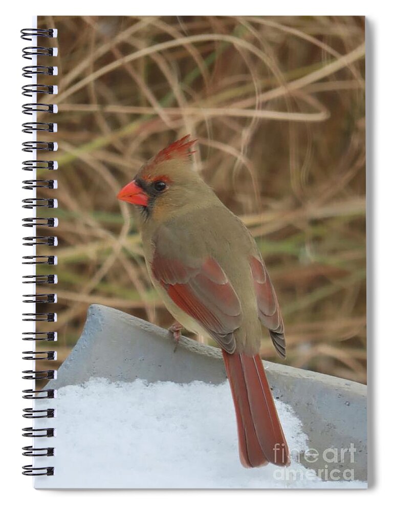 Cardinal Spiral Notebook featuring the photograph Feeding Time #2 by Diana Rajala