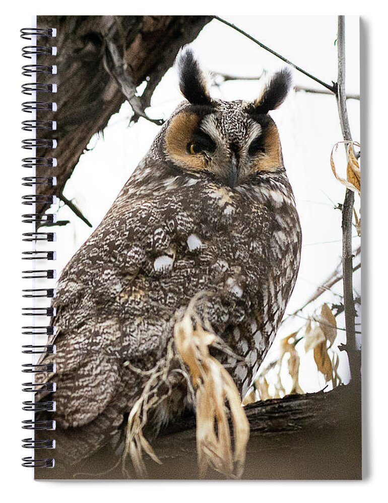Bird Spiral Notebook featuring the photograph Long-eared Owl #2 by Dennis Hammer