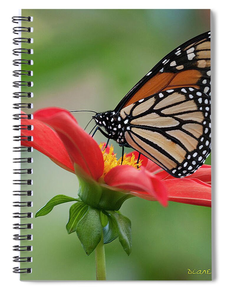 Monarch On Dahlia Spiral Notebook featuring the photograph Monarch on Dahlia #2 by Diane Giurco