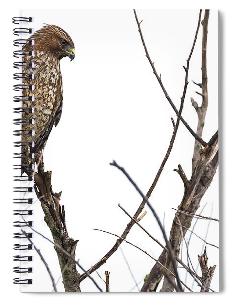 Isolated On White Spiral Notebook featuring the photograph Northern Harrier Hawk #2 by Mike Fusaro