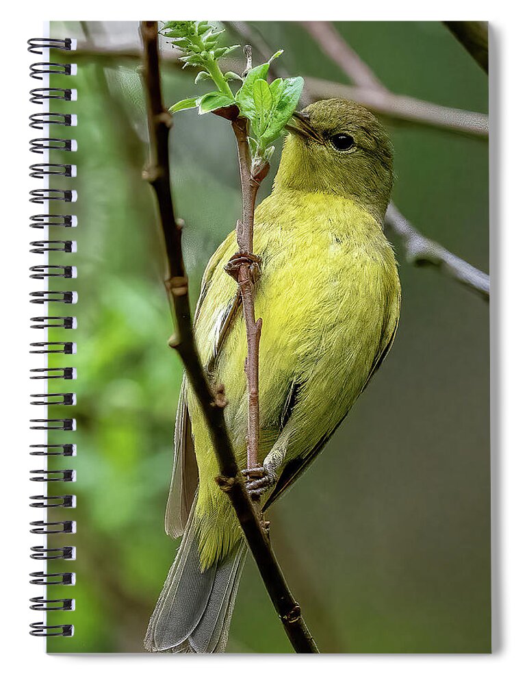 Orange-crowned Warbler Spiral Notebook featuring the photograph Orange-crowned Warbler #2 by Timothy Anable